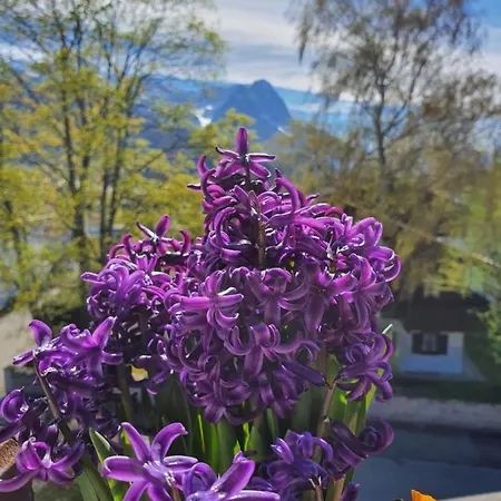 Daire Haus Erika 1911 - Wetterstein *