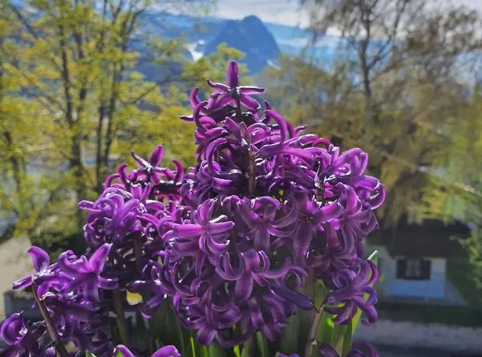 Appartamento Haus Erika 1911 - Wetterstein *